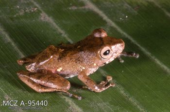 Media type: image;   Herpetology A-95440 Description: Photo of animal in life, taken in the field by Dr. Kenneth Ichiro Miyata. A slide of the photo was scanned in 2012 by Melissa Wooley.;  Aspect: lateral